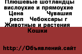 Плюшевые шотландцы вислоухие и прямоухие › Цена ­ 3 500 - Чувашия респ., Чебоксары г. Животные и растения » Кошки   